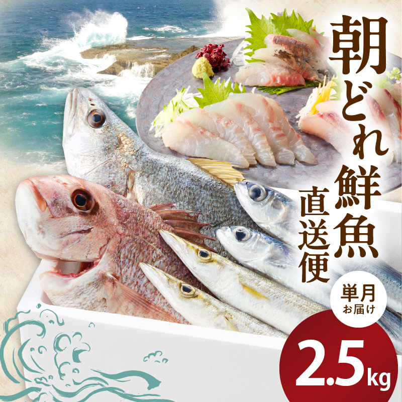 【単月お届け】大和海商の朝どれ鮮魚直送便　2.5kg N072-ZA2226