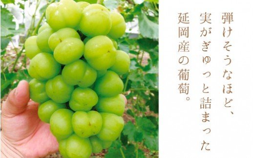 【先行予約】葡萄Aセット　約1.5kg〜約2kg（2021年8月発送開始）　A421