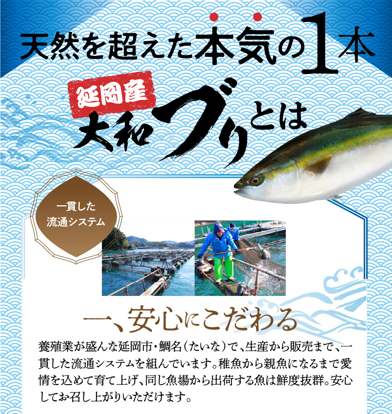 【大和海商】大和ブリの切り身たっぷりセット 6ヶ月定期便 N072-ZG0139