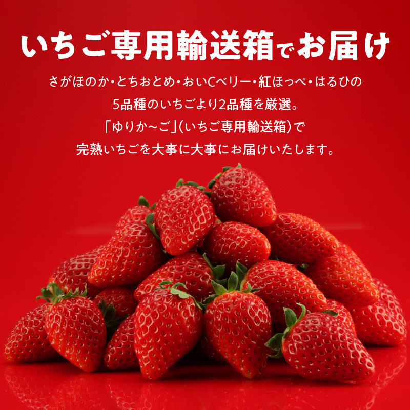 生いちご 厳選 2品種 食べ比べセット いちにのいちご園（2025年1月から発送開始）N085-YA3318