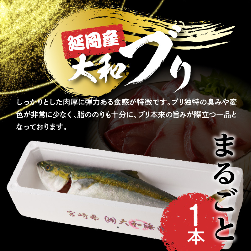 【10月〜2月発送!!】まるごと一本！大和ブリ内臓処理済み刺身ぶりしゃぶ煮物 N072-YZB517