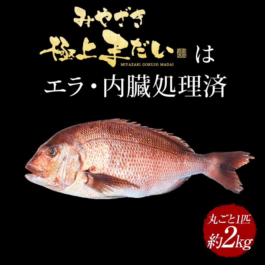 宮崎産 新海屋 鰤屋金太郎 みやざき極上まだい 丸ごと１尾 約2kg　N018-ZA645