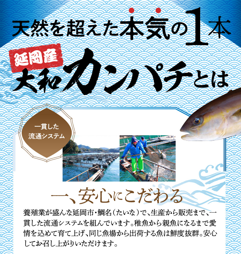 高級大和カンパチお造り4人前約320g N072-YA0392