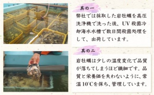 延岡産天然岩牡蠣（生食用）3kg（小）（2024年4月1日から発送開始）　N036-ZA525