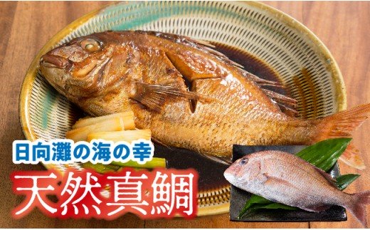 日向灘の海の幸 天然真鯛 活き締め ふるさとパレット 東急グループのふるさと納税