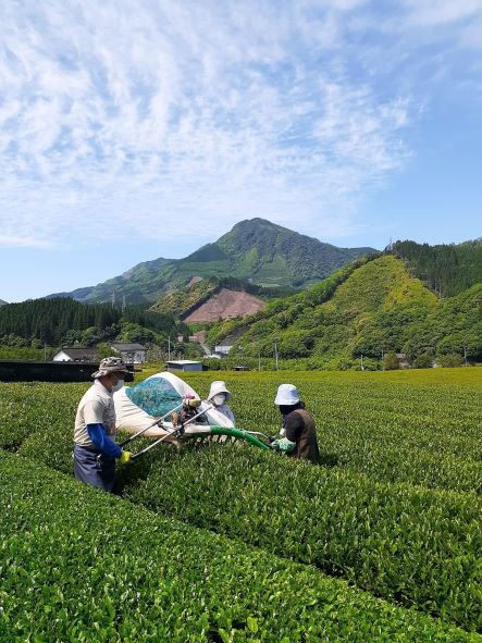 緑茶 厳選茶葉使用 ひむかのお茶 500ml×18本 1ケース [農林産物直売所 美郷ノ蔵 宮崎県 美郷町 31ab0084] 茶 お茶 ペットボトル 宮崎県産 美郷産 送料無料