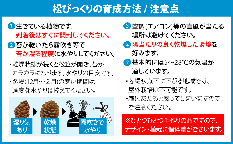 火山の贈り物 ミニ観葉植物『松びっくり』 溶岩土台松ぼっくり苔植物　K089-001