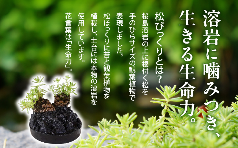 火山の贈り物 ミニ観葉植物『松びっくり』 溶岩土台松ぼっくり苔植物　K089-001