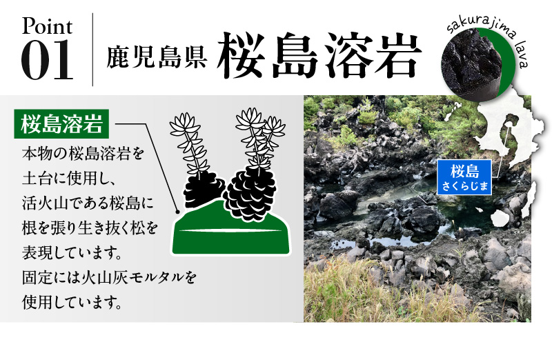 火山の贈り物 ミニ観葉植物『松びっくり』 溶岩土台松ぼっくり苔植物　K089-001