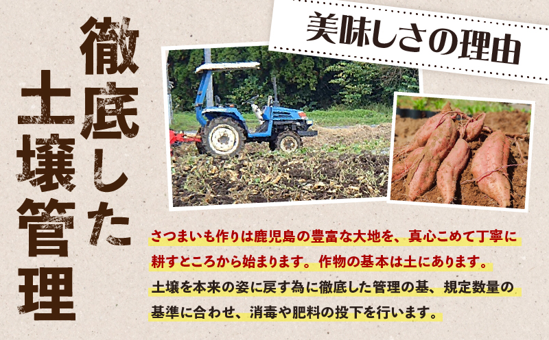 畑の金貨　生芋　紅はるか2kg　K181-004