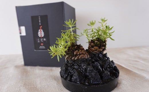 火山の贈り物　ミニ観葉植物『松びっくり』　溶岩土台松ぼっくり苔植物　K089-001
