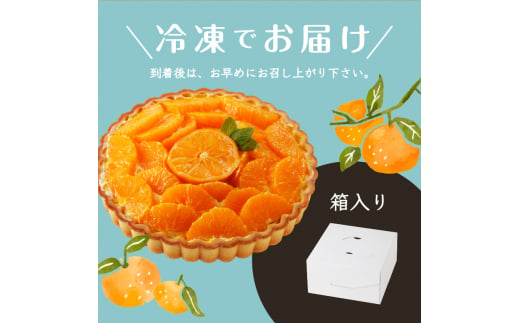 柑橘タルト（不知火）　K185-003