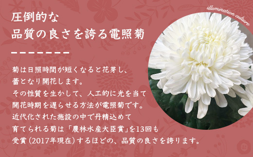 日常に飾りたくなる 菊花◆染め輪菊◆四季の彩り セット  MM-147