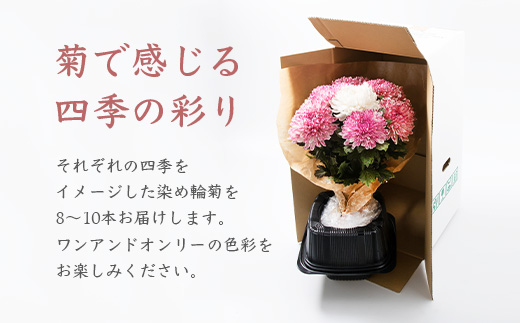 日常に飾りたくなる 菊花◆染め輪菊◆四季の彩り セット  MM-147