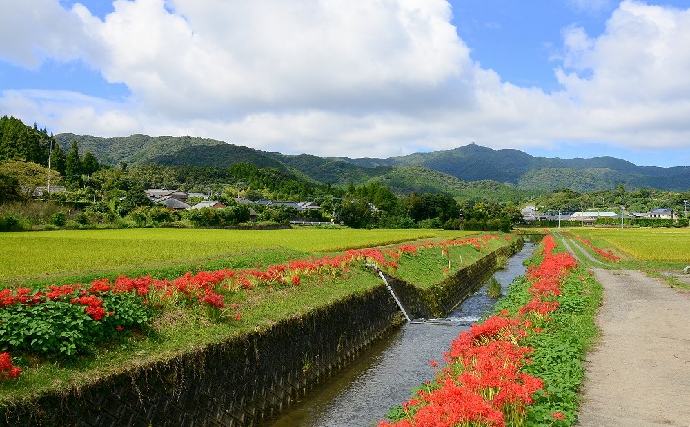 【令和6年産】＜新米・8月発送開始＞ 農家自慢のお米 5kg 鹿児島県南さつま市産 鹿児島県産 コシヒカリ ヒノヒカリ 米 白米 お米 おこめ コメ 精米