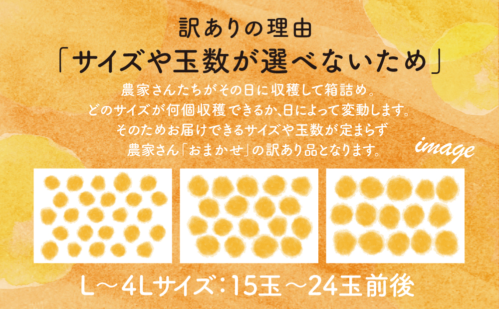 【訳あり】◆12月上旬配送開始◆ 鹿児島県産 不知火「大将季」約5kg