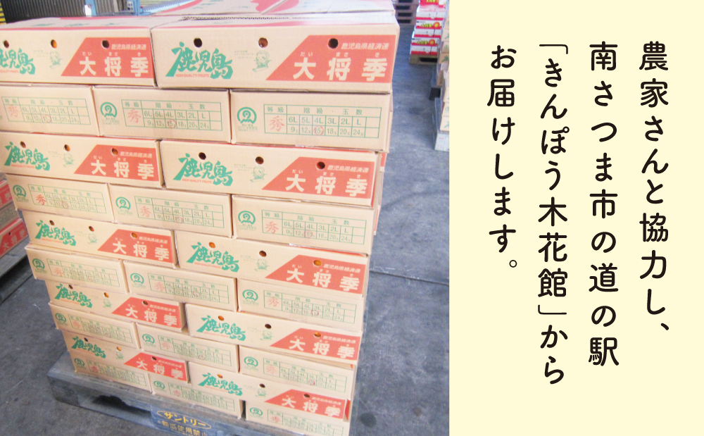 【訳あり】◆12月上旬配送開始◆ 鹿児島県産 不知火「大将季」約5kg