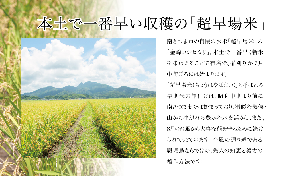 【定期便 全5回】特別栽培米 金峰コシヒカリ 石蔵米 5kg×5ヶ月 お米定期便