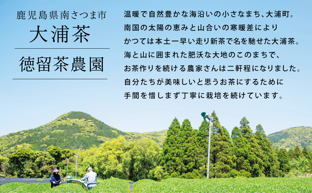 【ご家庭用】鹿児島県産緑茶 大浦茶 3本セット 計500g 鹿児島県産 かごしま お茶 日本茶 緑茶 茶葉 南さつま市 徳留茶農園