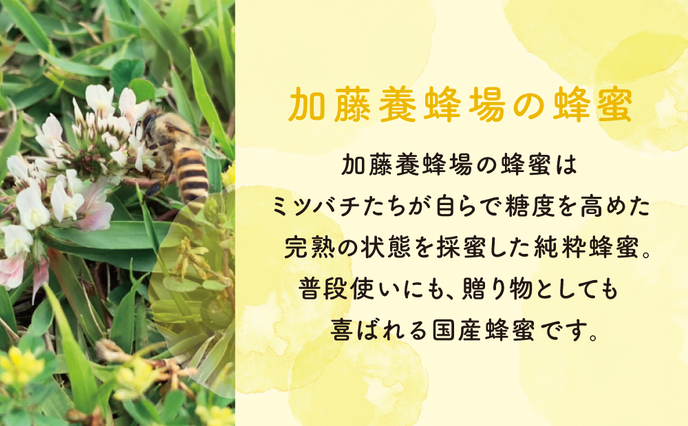 【国産 純粋はちみつ】アカシア蜂蜜 1.2kg  ハチミツ ギフト ご贈答 加藤養蜂場 南さつま市