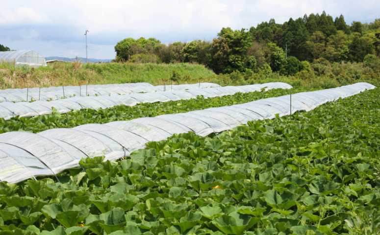 ◆5月中旬頃から出荷開始◆【かごしまブランド】加世田のかぼちゃ 4個 野菜 カボチャ 常温 鹿児島県産 南さつま市