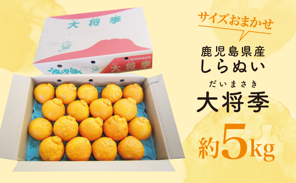 【訳あり】◆12月上旬配送開始◆ 鹿児島県産 不知火「大将季」約5kg