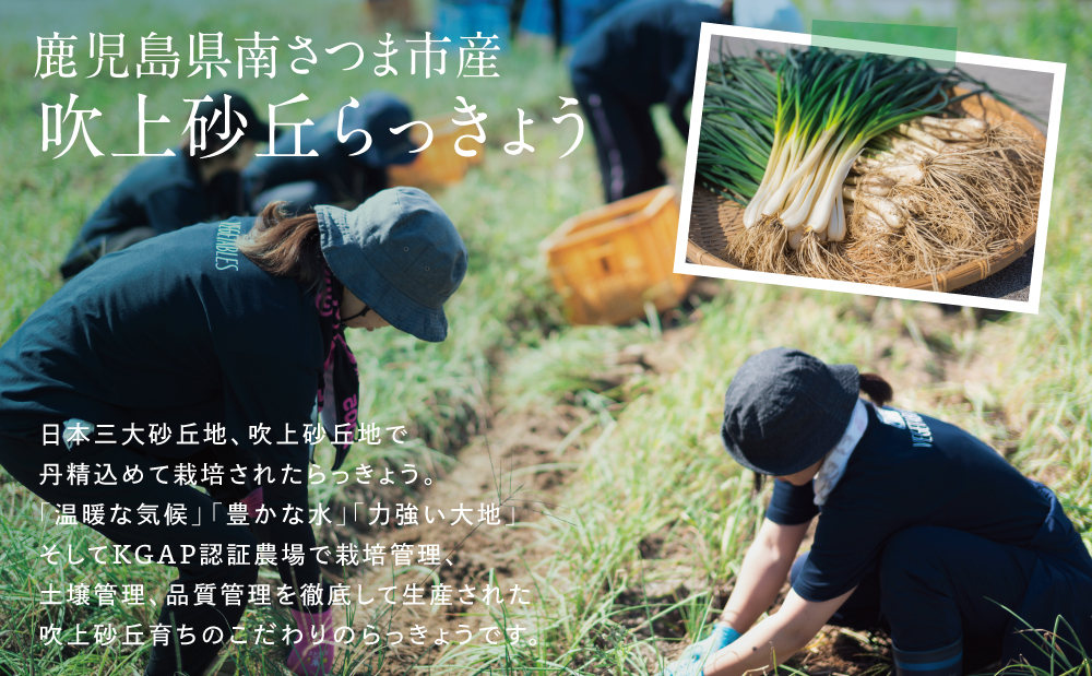 【3～5月に発送】旬野菜！鹿児島県産 生食用 吹上砂丘らっきょう 約1kg（約100g×10袋）ラッキョウ 野菜 鹿児島県産 生食用 旬 エスランドル 南さつま市