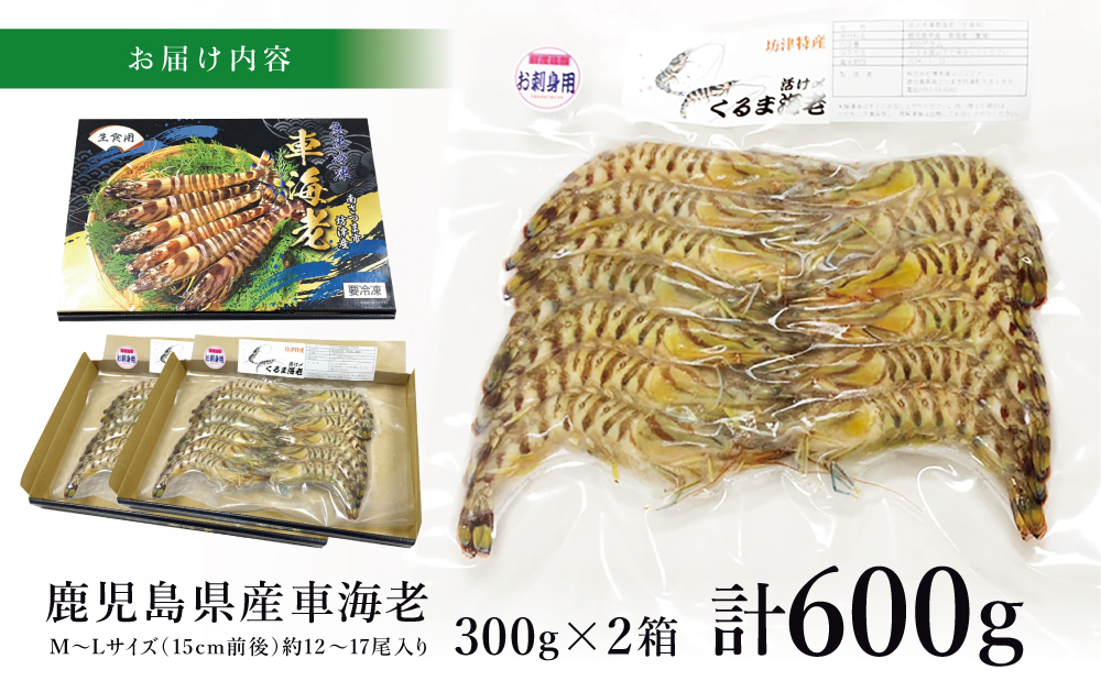 【鹿児島県産】活〆 冷凍車海老 600g（生食用） 車エビ 車えび くるまえび 海老 冷凍 南さつま市