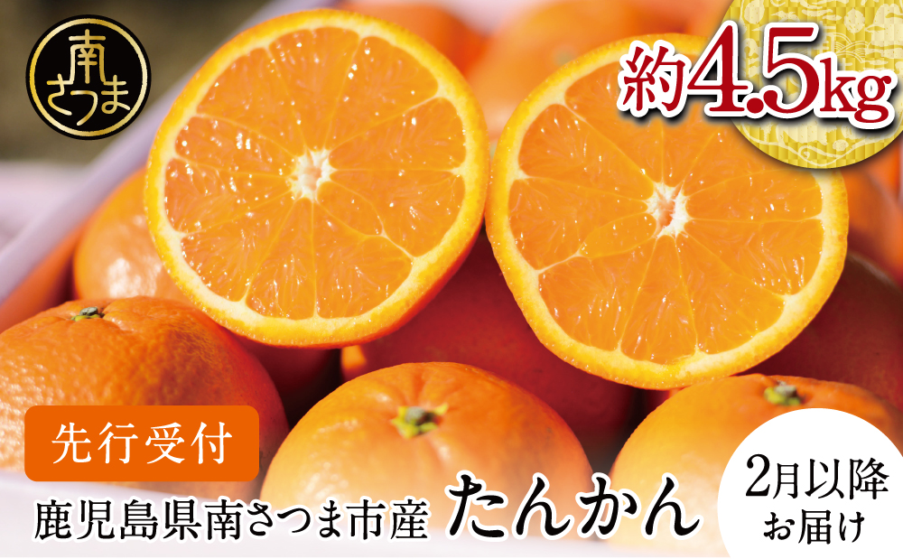 【2025年2月中旬発送開始】鹿児島県産 ブランドたんかん 約4.5kg かこしまブランド 果物 フルーツ 柑橘 常温 JA 南さつま市