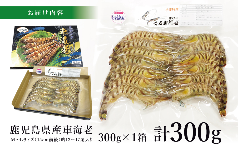 【鹿児島県産】活〆 冷凍車海老 300g（生食用）車エビ 車えび くるまえび 海老 冷凍 南さつま市