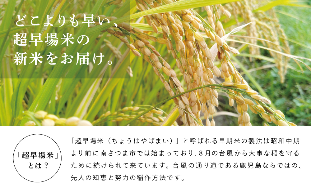 【定期便 全5回】＜令和6年産＞ 特別栽培米 金峰コシヒカリ 石蔵米 5kg×5ヶ月 お米定期便 特別栽培農産物 コメ おこめ 5キロ こしひかり 米 鹿児島県産 2024年産 南さつま市