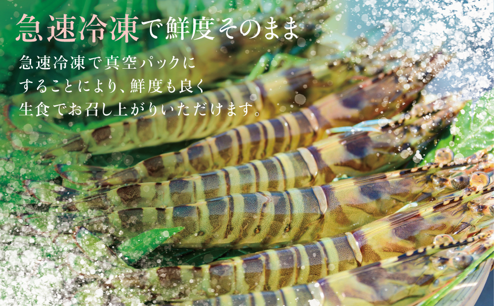 【鹿児島県産】活〆 冷凍車海老 300g（生食用）車エビ 車えび くるまえび 海老 冷凍 南さつま市