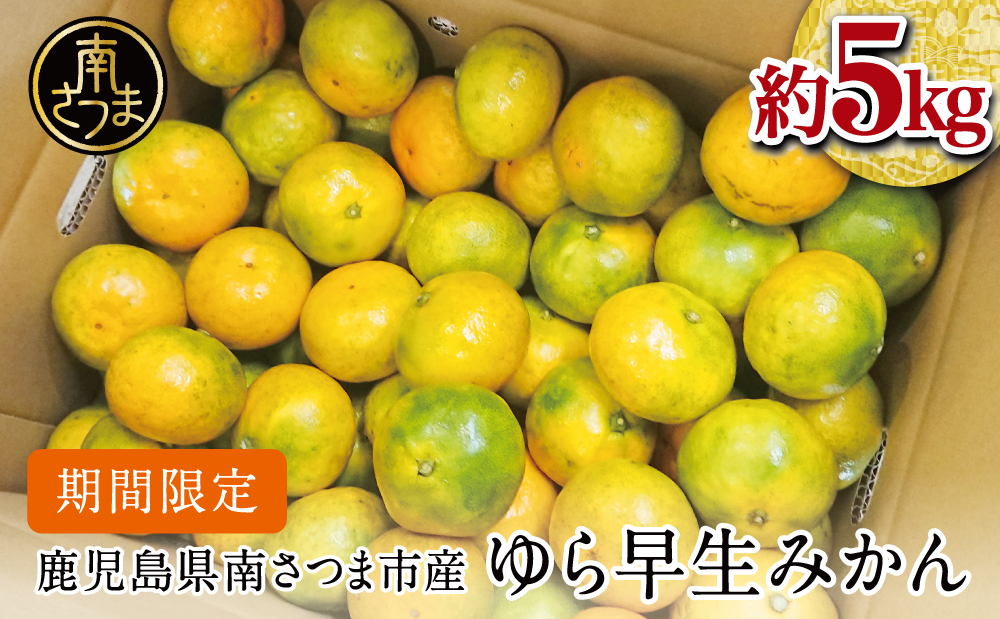 【鹿児島県産】期間限定！ ゆら早生みかん 約5kg 柑橘 くだもの フルーツ 果実 ミカン 蜜柑 温州みかん 極早生 わせみかん 鹿児島県南さつま市産 JA南さつま