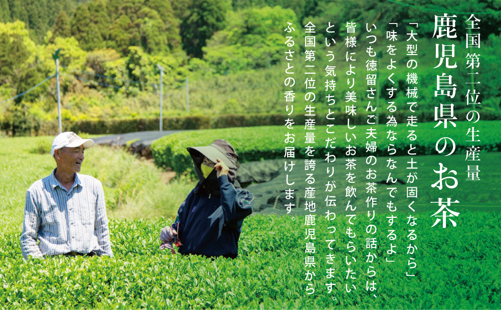【贈答用】鹿児島県産緑茶 大浦茶 一番茶2本セット（100g×2） ◆2024年産新茶