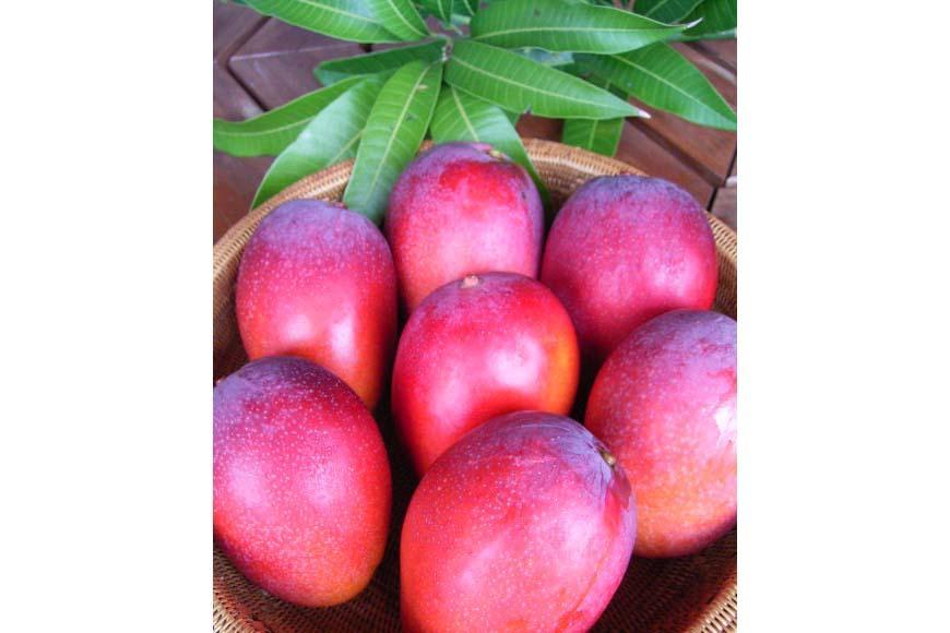 2023年発送【楽園の果実】有機JAS認証の圃場で育ったマンゴー（アーウィン）優品 2kg