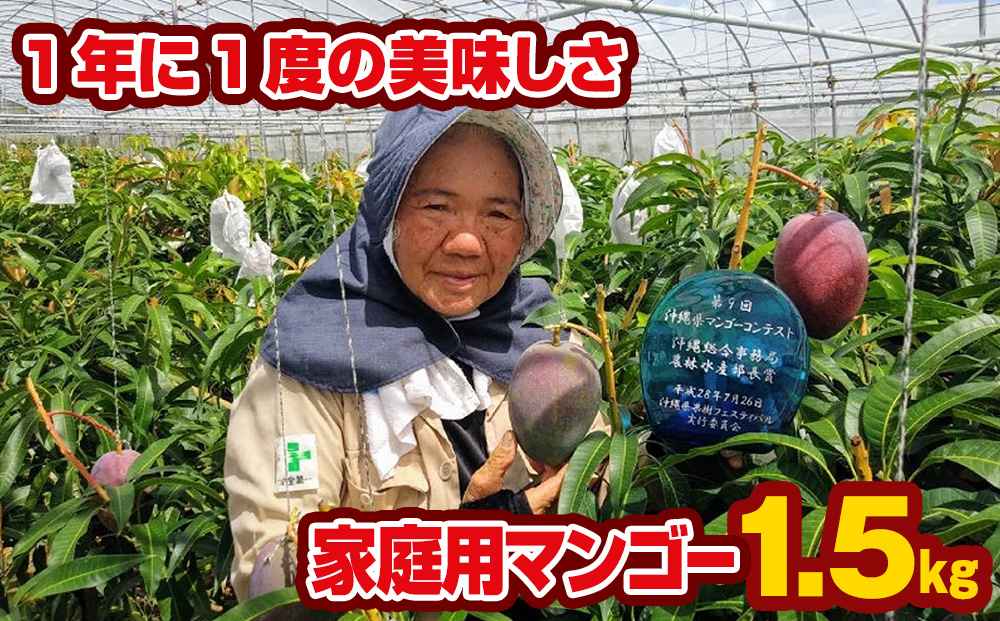 【2024年発送】芳醇な香り　とろける食感　家庭用マンゴー1.5kg