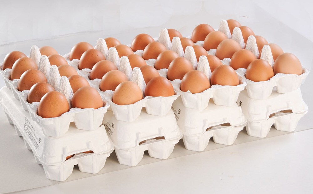 【定期便】6ヵ月連続お届け　卵の黄身が掴めるほどの新鮮さ　美ら卵養鶏場の卵　各月80個