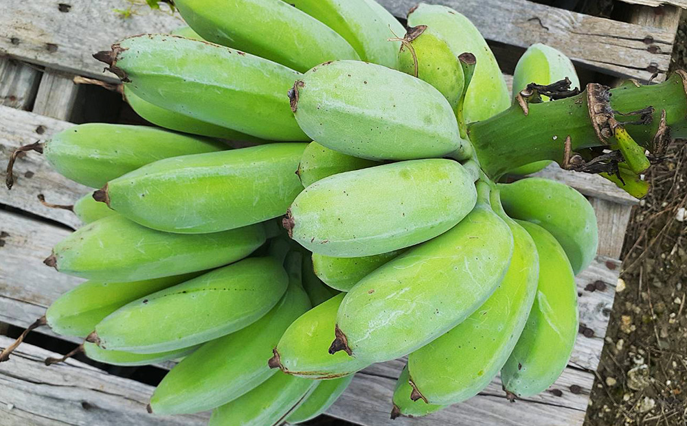 【希少】沖縄本島産 南風原町農友会の「アップルバナナ」　3kg
