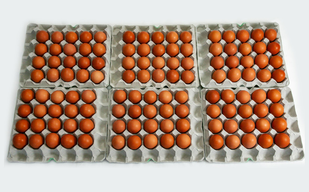 【定期便】3ヵ月連続お届け　美ら卵養鶏場の卵　各月120個