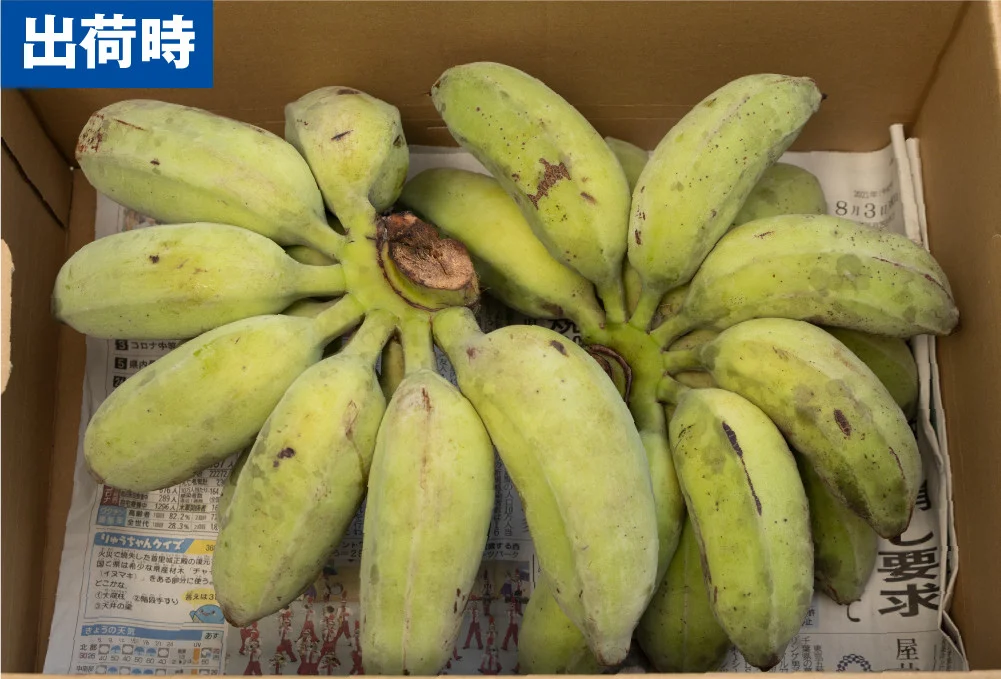【希少】沖縄本島産 南風原町農友会の「アップルバナナ」　3kg