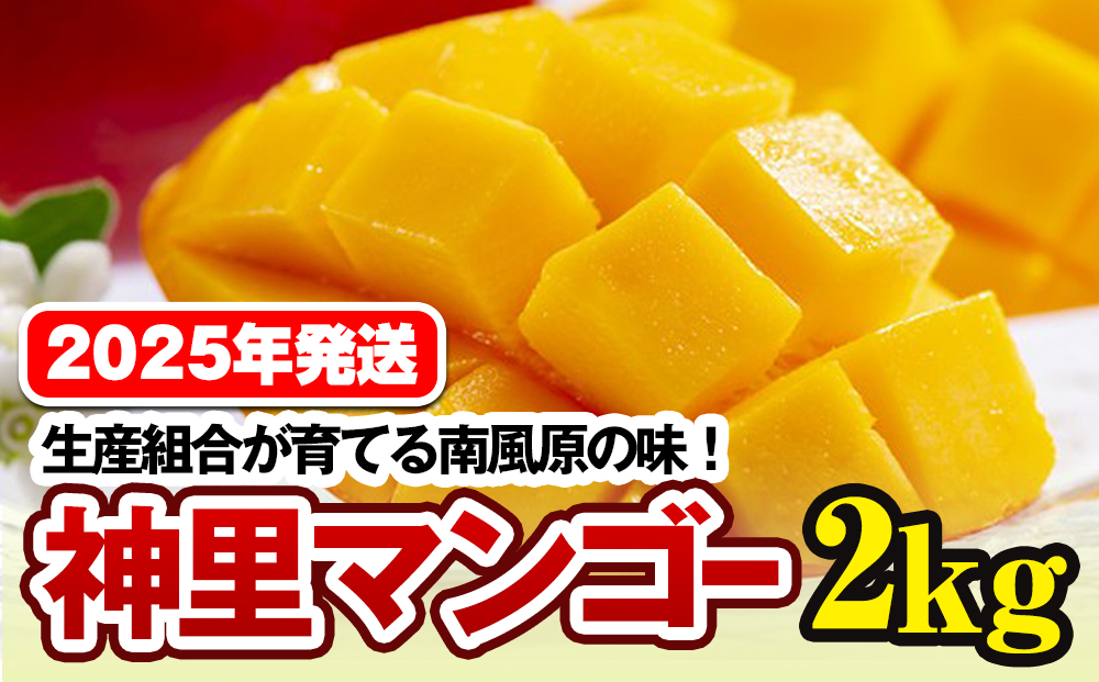 【2025年発送】生産組合が育てる南風原の味　神里マンゴー2kg