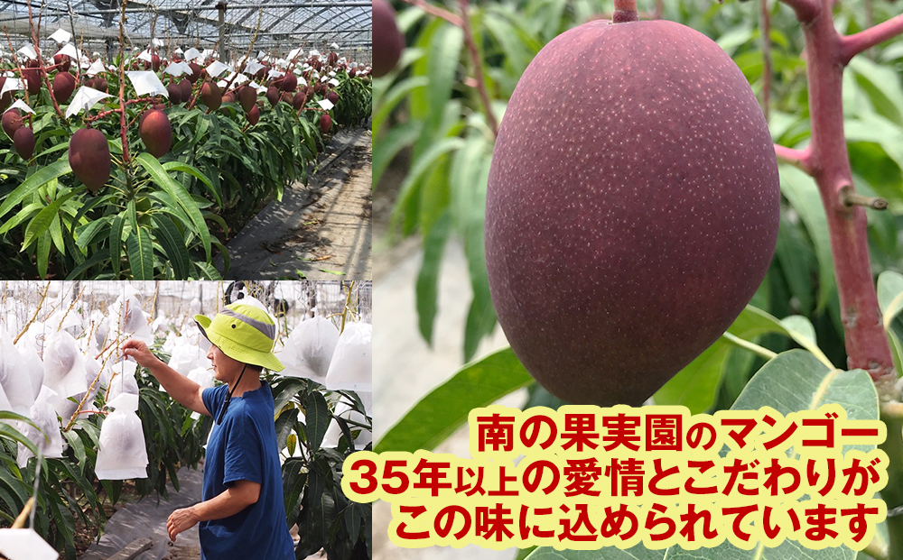 【2024年発送】南の果実園　完熟マンゴー　家庭用2kg