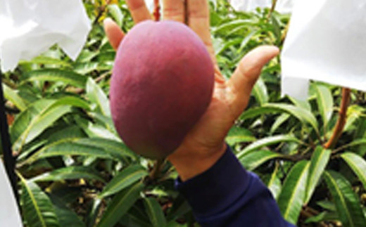 【先行受付】【2024年発送】恵農園のアップルマンゴー『秀』約2kg（3～6玉）